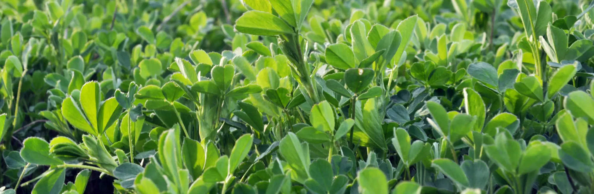 Alfalfa field