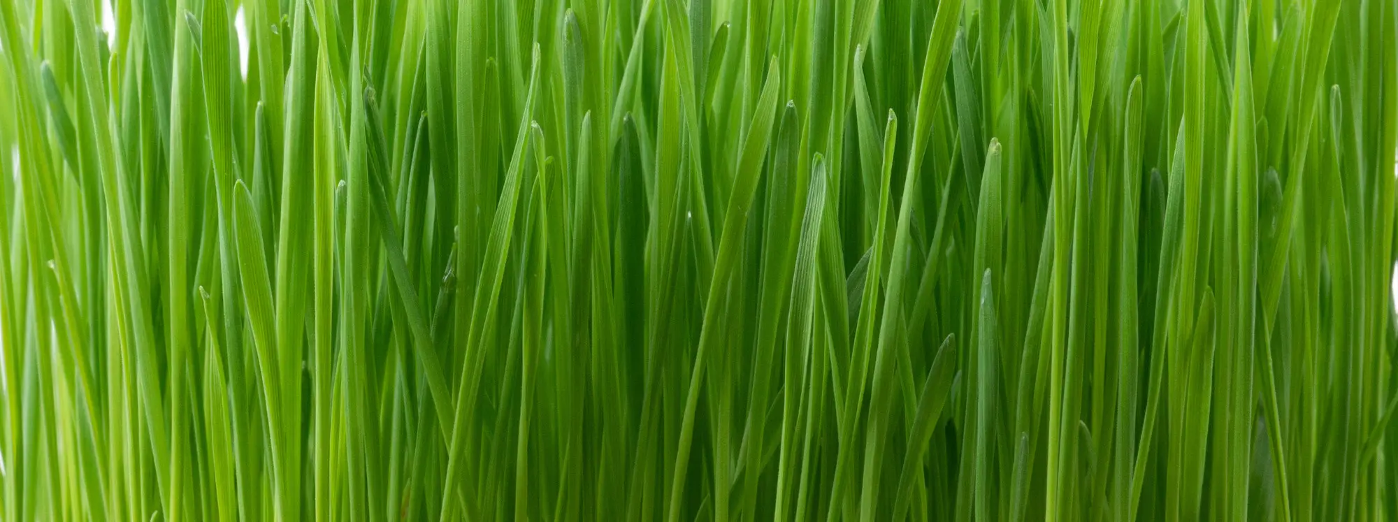 Barley grass