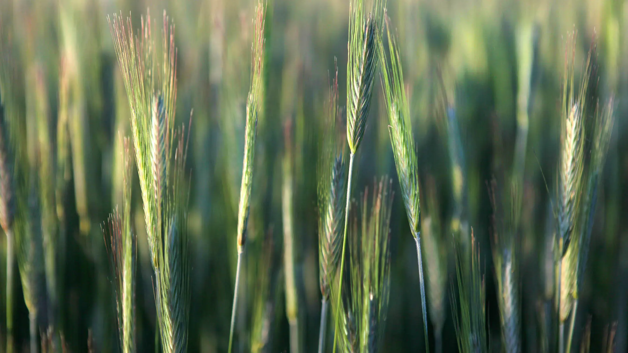 grain head in field
