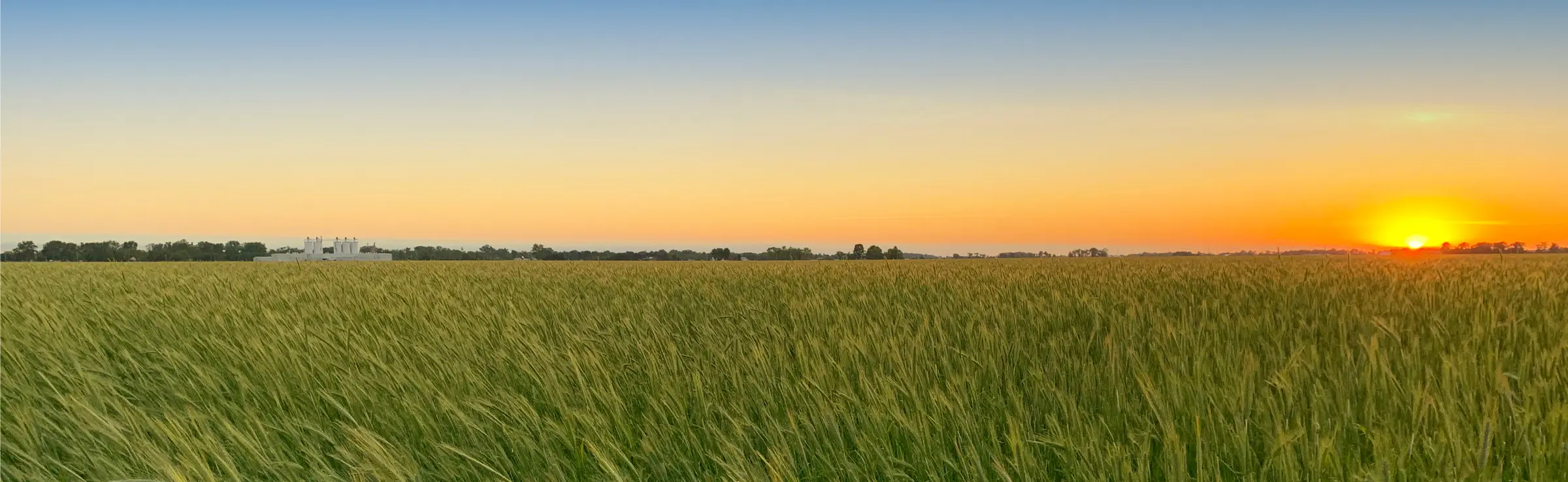 sunset over Graminex field