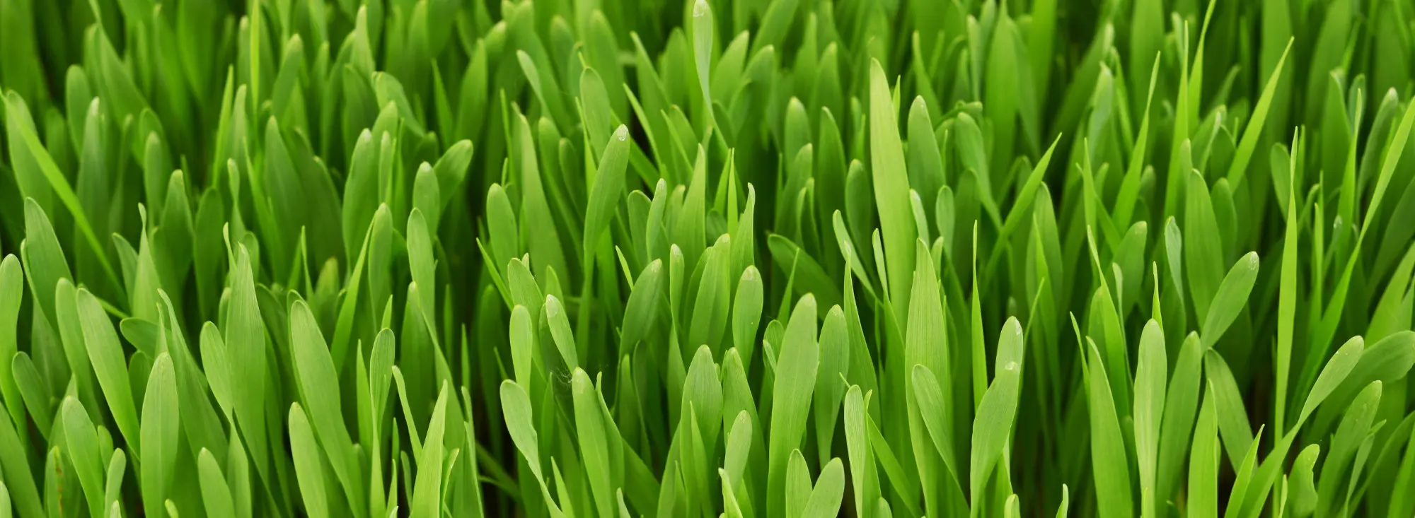 Wheatgrass field