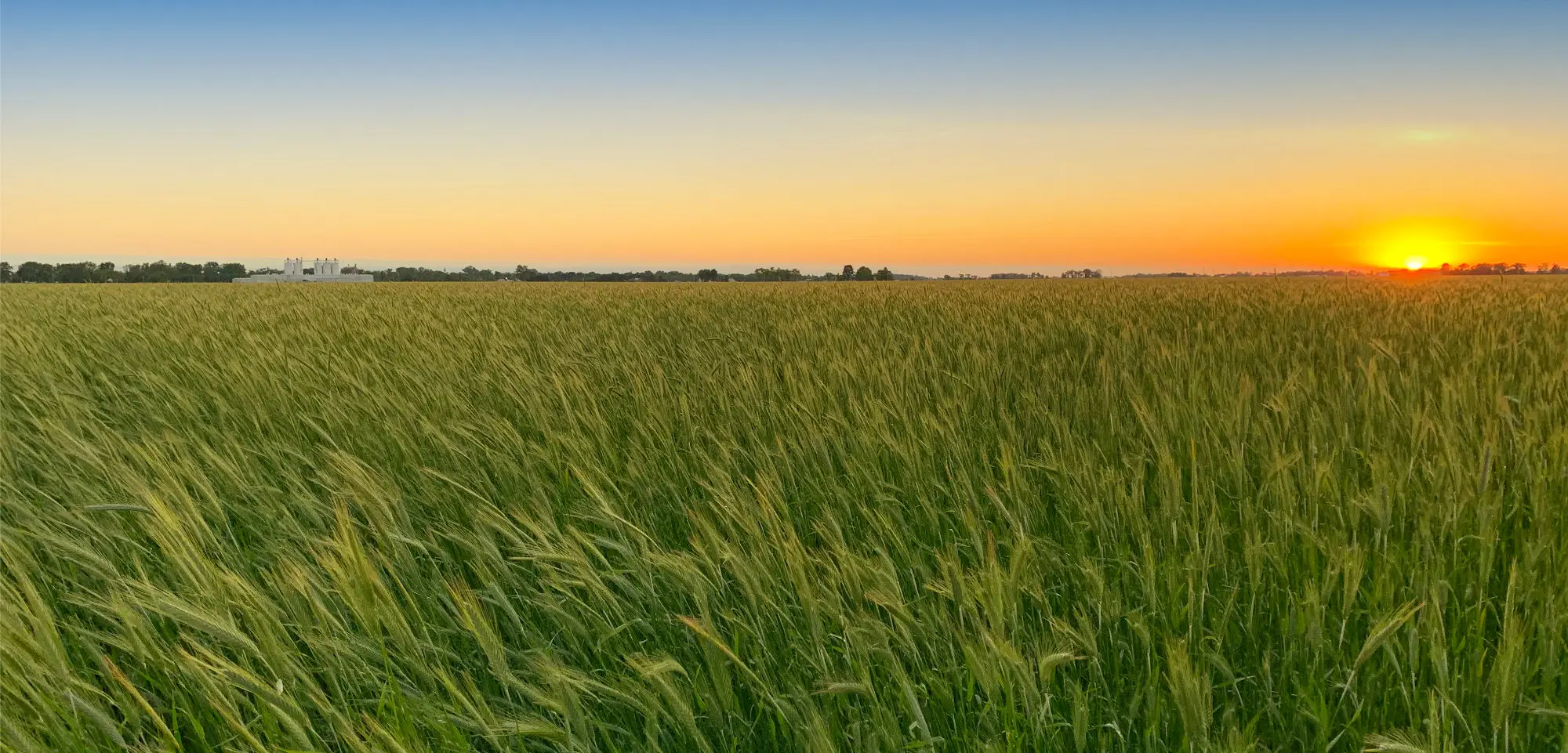 sunset over Graminex field